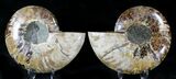 Polished Ammonite Pair - Million Years #21628-1